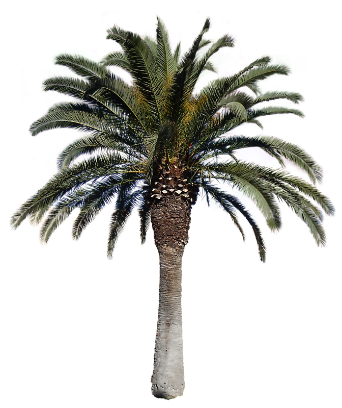 Free Texture  palm big png with alpha  Trees  luGher Texture 