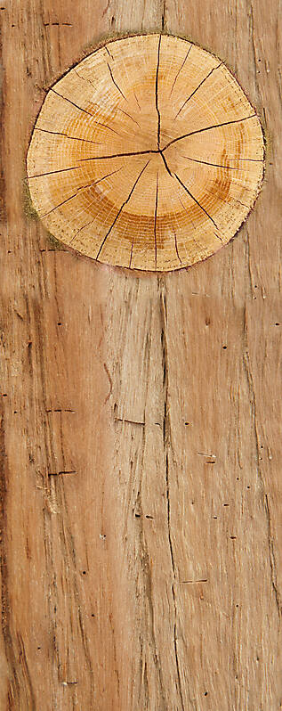 wood log cut