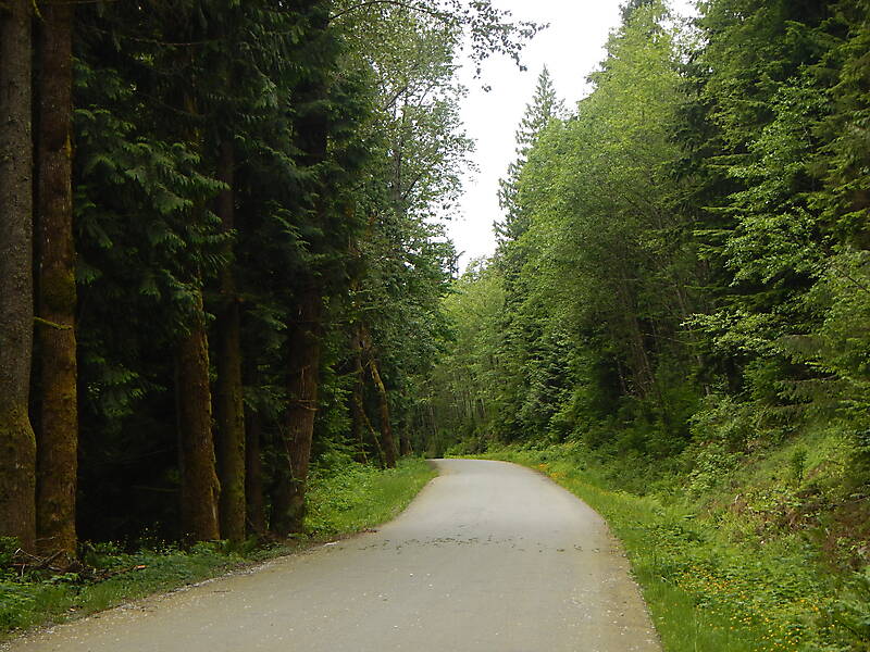 road in the trees