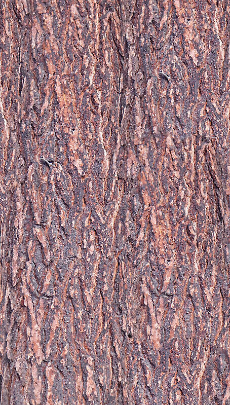 pine bark red