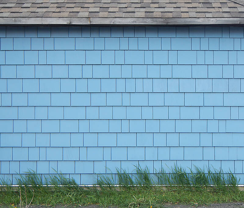 blue paint shingles with grass
