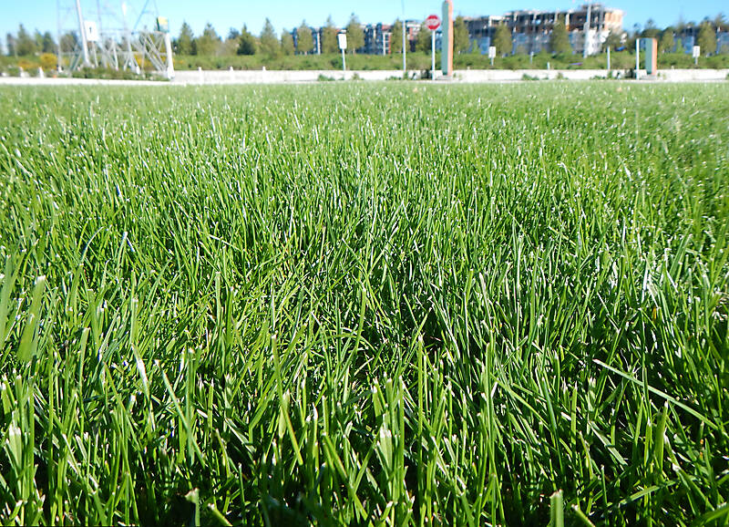 grass prospective