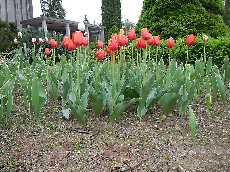 red tulips planter 1