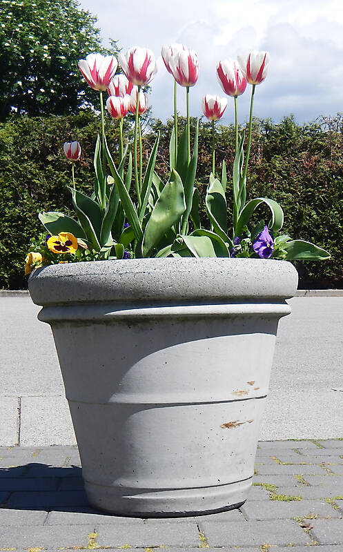 tulips round vase