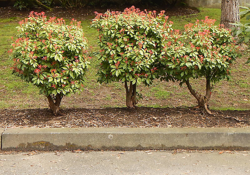shrub with red flowers