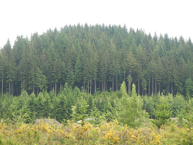 forest trees 18