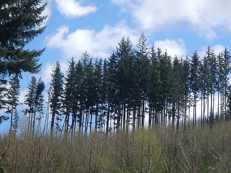 forest trees 8