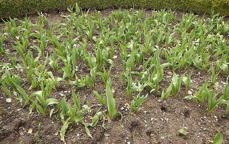 tulips plants