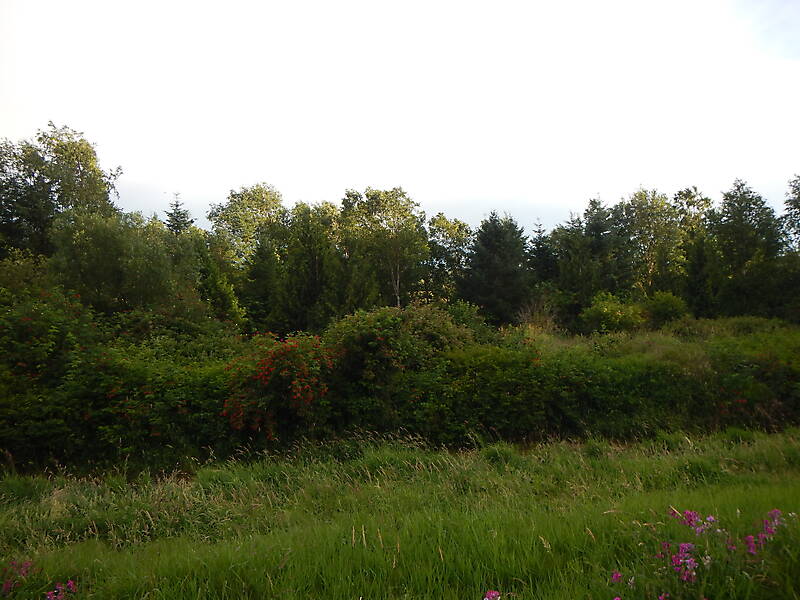 vegetation background