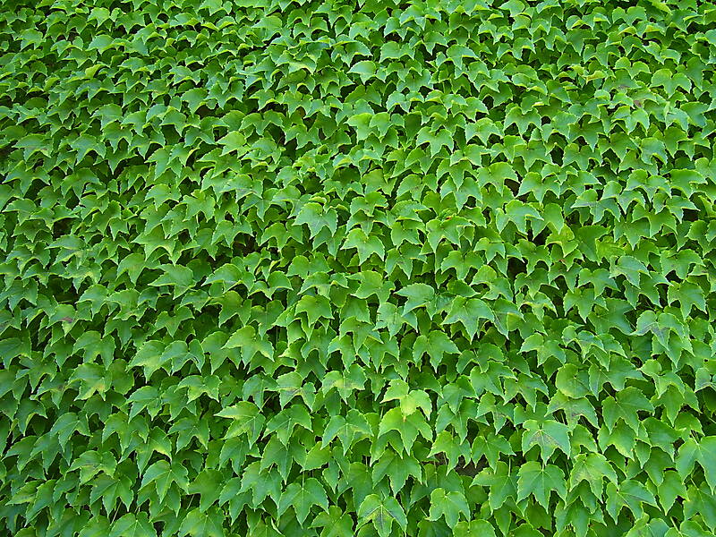 edera ivy leaf