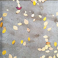 sidewalk with leafs