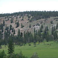 pines tree mountains background 2