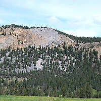 pines tree mountains background 7