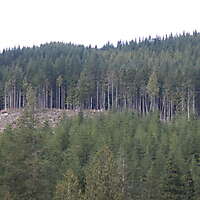 forest trees 13