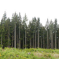 forest trees 1
