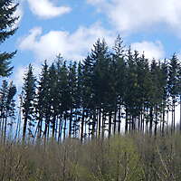forest trees 8