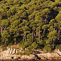 pine trees background 2