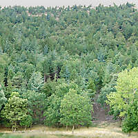 trees hill background
