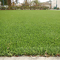 Artificial Grass 1