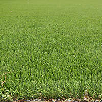 Artificial Grass 2