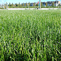 grass prospective