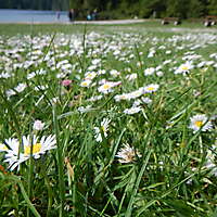 grass with daisie flowers 3
