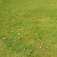 grass with yellow flowers 2