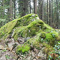 rocks with moss