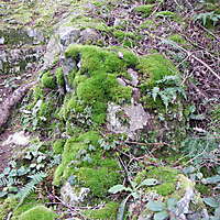 white rock with moss 3