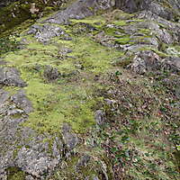 white rock with moss 8