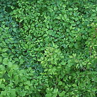 green leaves