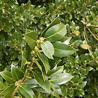 holly plant
