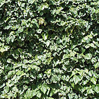 leafs yard garden wall