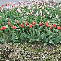red_tulips_planter_2_20180614_1947986227