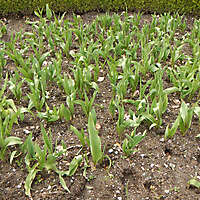 tulips plants