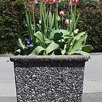 tulips square vase
