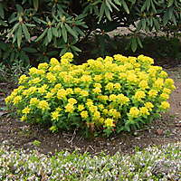 yellow flowers 2