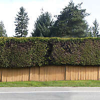 old fence and shrub 2