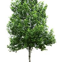 birch_tree_small_20131230_2041956203