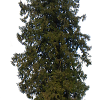 pine tree small