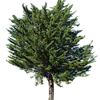 pine tree transparent alpha