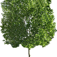 platanus tree
