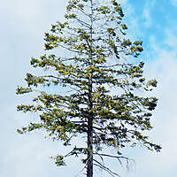 tall tree