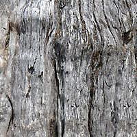 bark oak tree 2