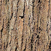 big bark wood