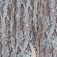 grey bark tree