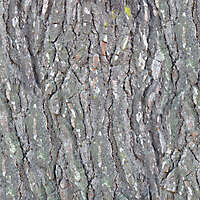 pine_tree_bark_20131007_1686696204