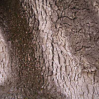 tree bark 3