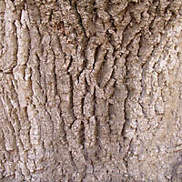tree bark 4