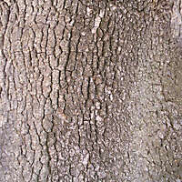 tree bark 5